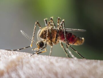 Komar. Zdjęcie ilustracyjne