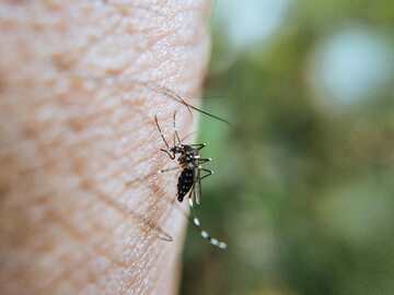 Komary przyciąga produkowany przez organizmy żywe dwutlenek węgla, można więc stworzyć pułapkę na owady, która będzie go emitowała