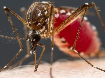 Komary są odpowiedzialne za przenoszenie malarii