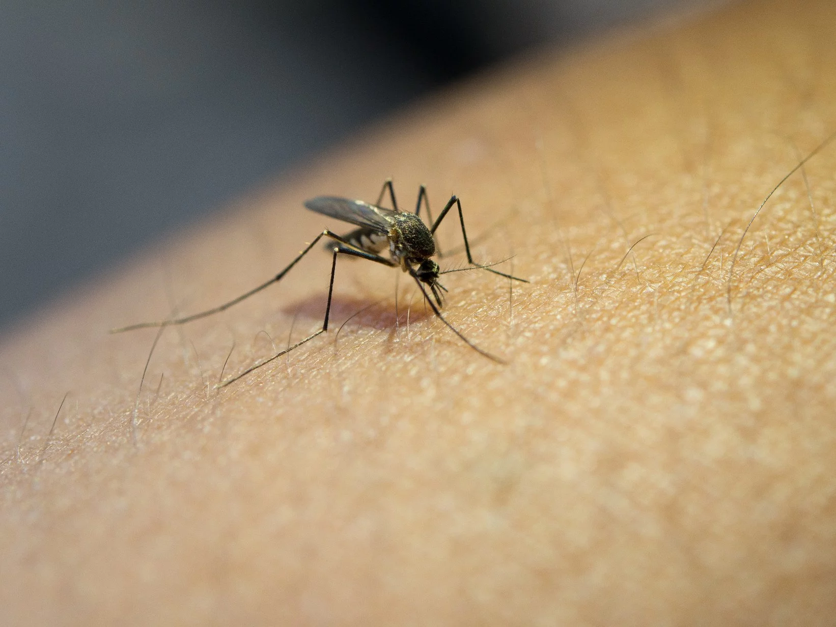 Komary wybierają swoje ofiary. Te trzy nawyki czynią cię celem