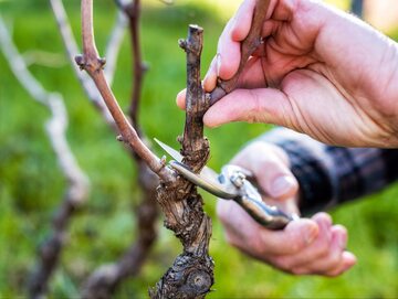 Koniec marca to ostatni termin najważniejszego dla owocowania przycinania winorośli