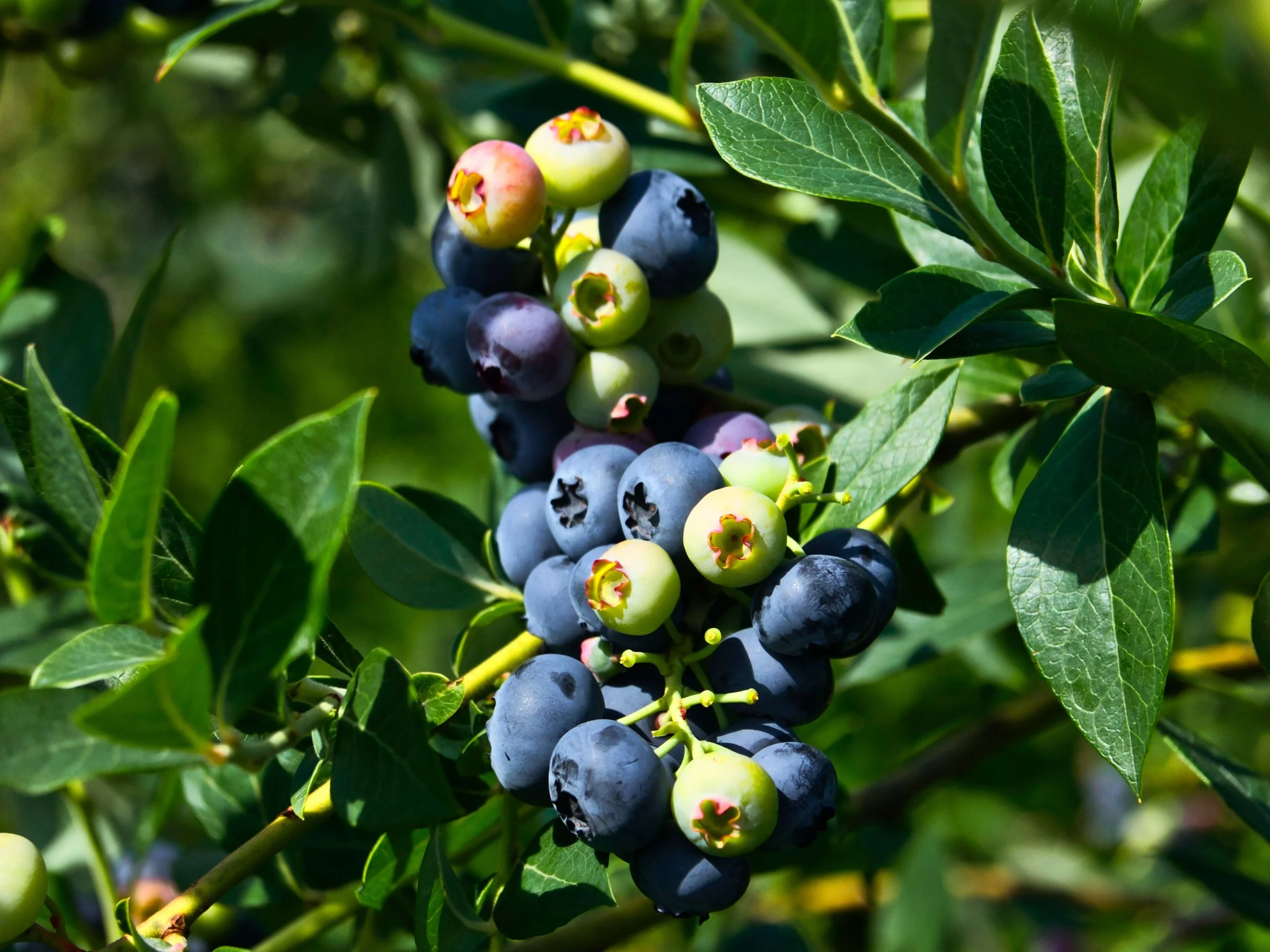 Zimowe kopczykowanie borówki to kluczowy zabieg, który chroni jej płytkie korzenie przed mrozem