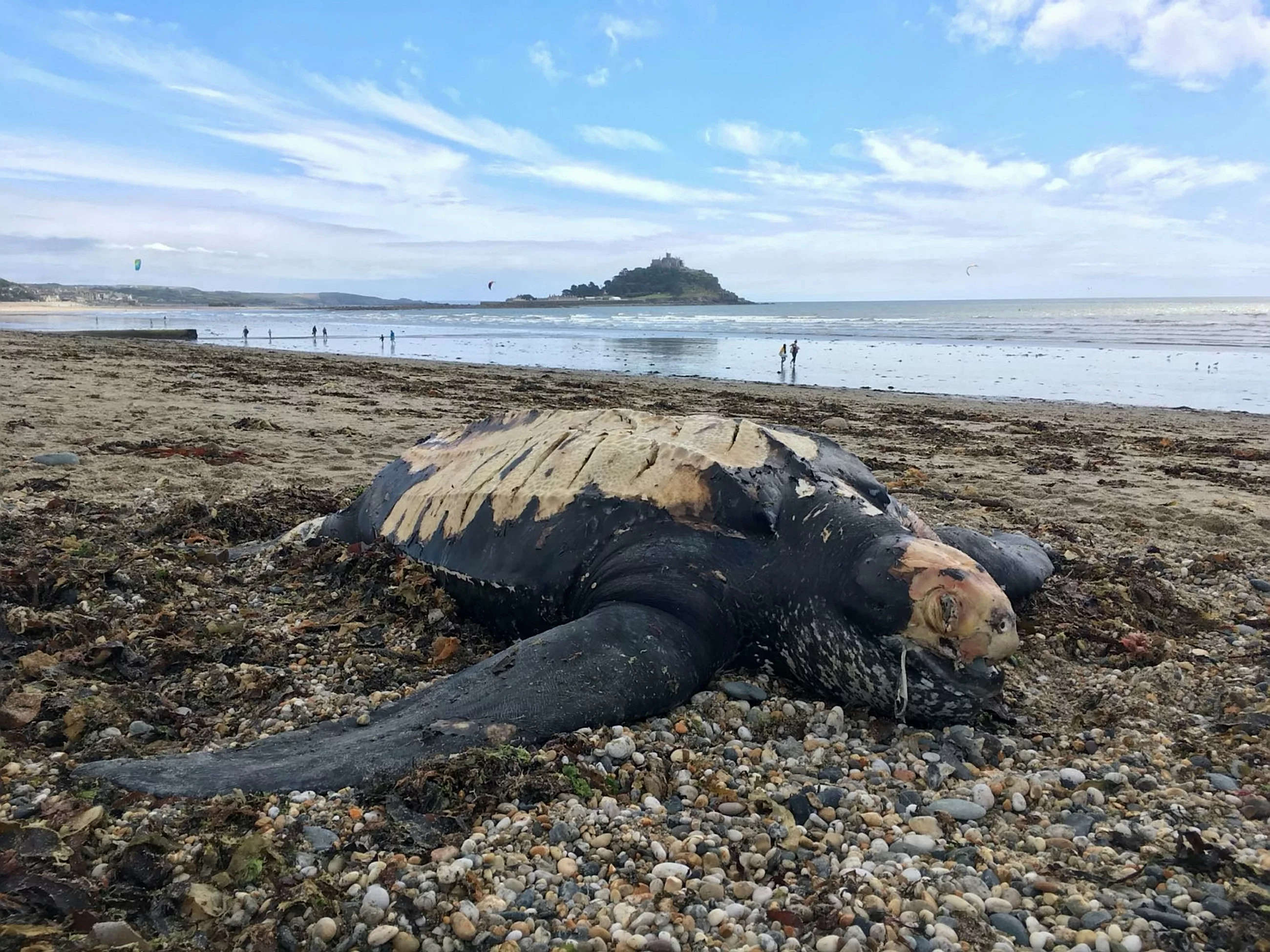 Żółw skórzasty znaleziony na plaży