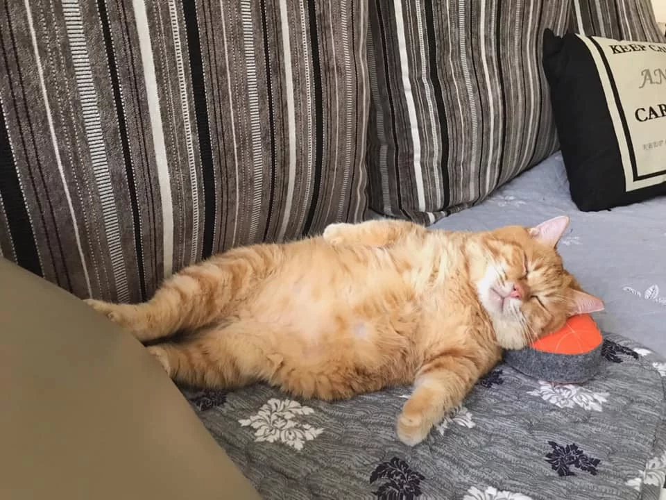 Fat Xiang, śpiący kot