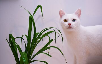 Kot i roślina