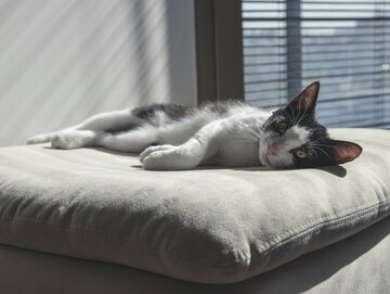 Kot leżący na poduszce