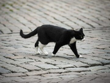 Kot na ulicy/zdj. poglądowe