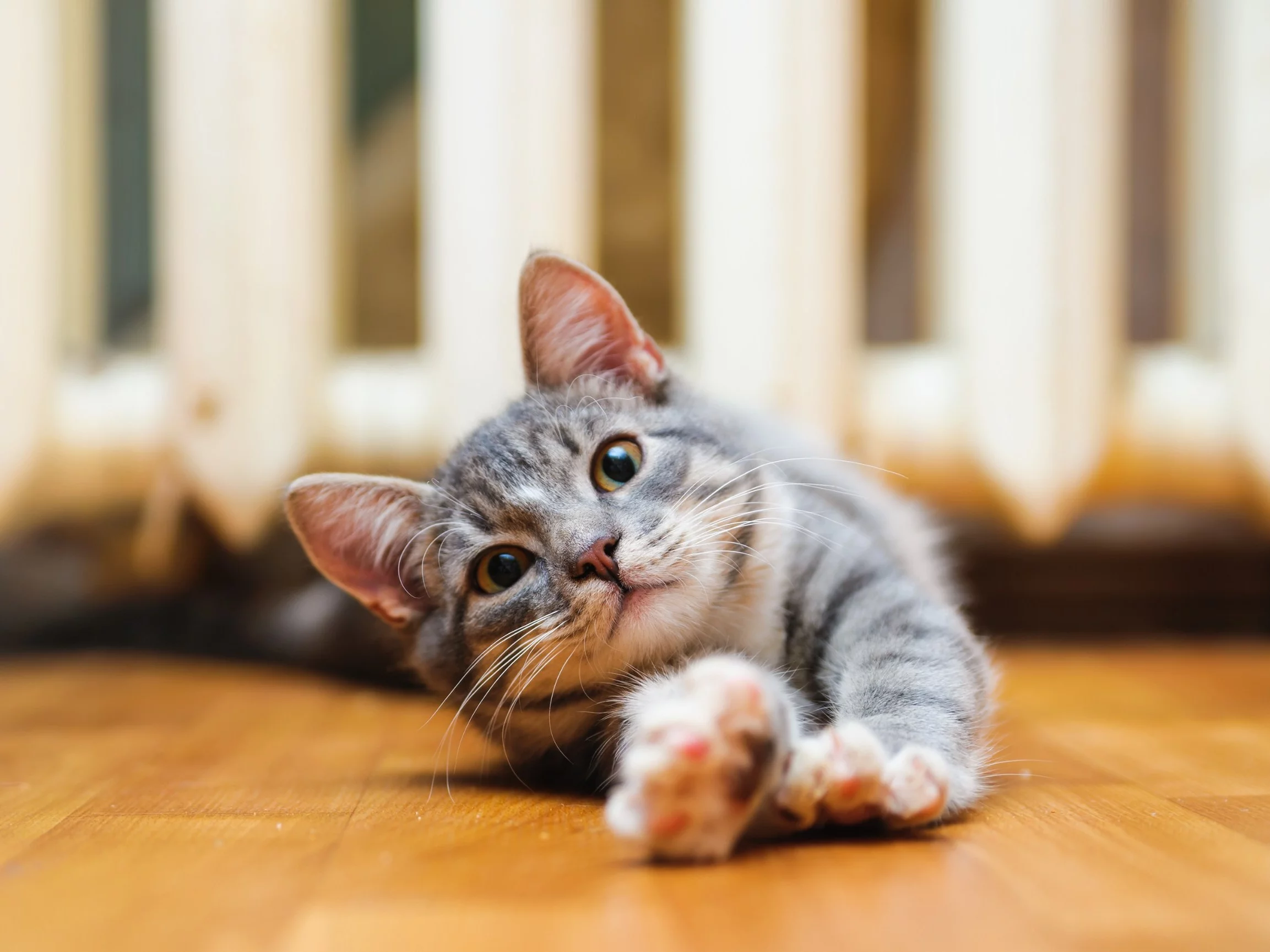 Przeciągający się kot, zdjęcie ilustracyjne