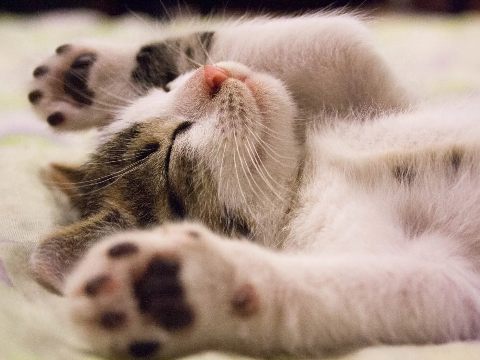 Close-up Photo of Cute Sleeping Cat