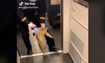 Kot wyprowadzany z pociągu hitem sieci
