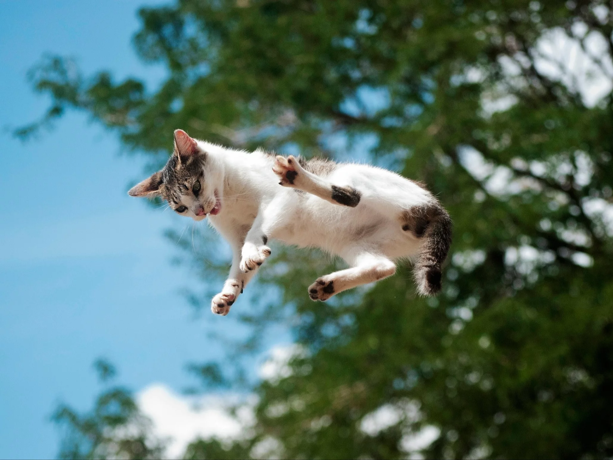 Kot nie zawsze spada na cztery łapy. Naukowcy obalają popularny mit