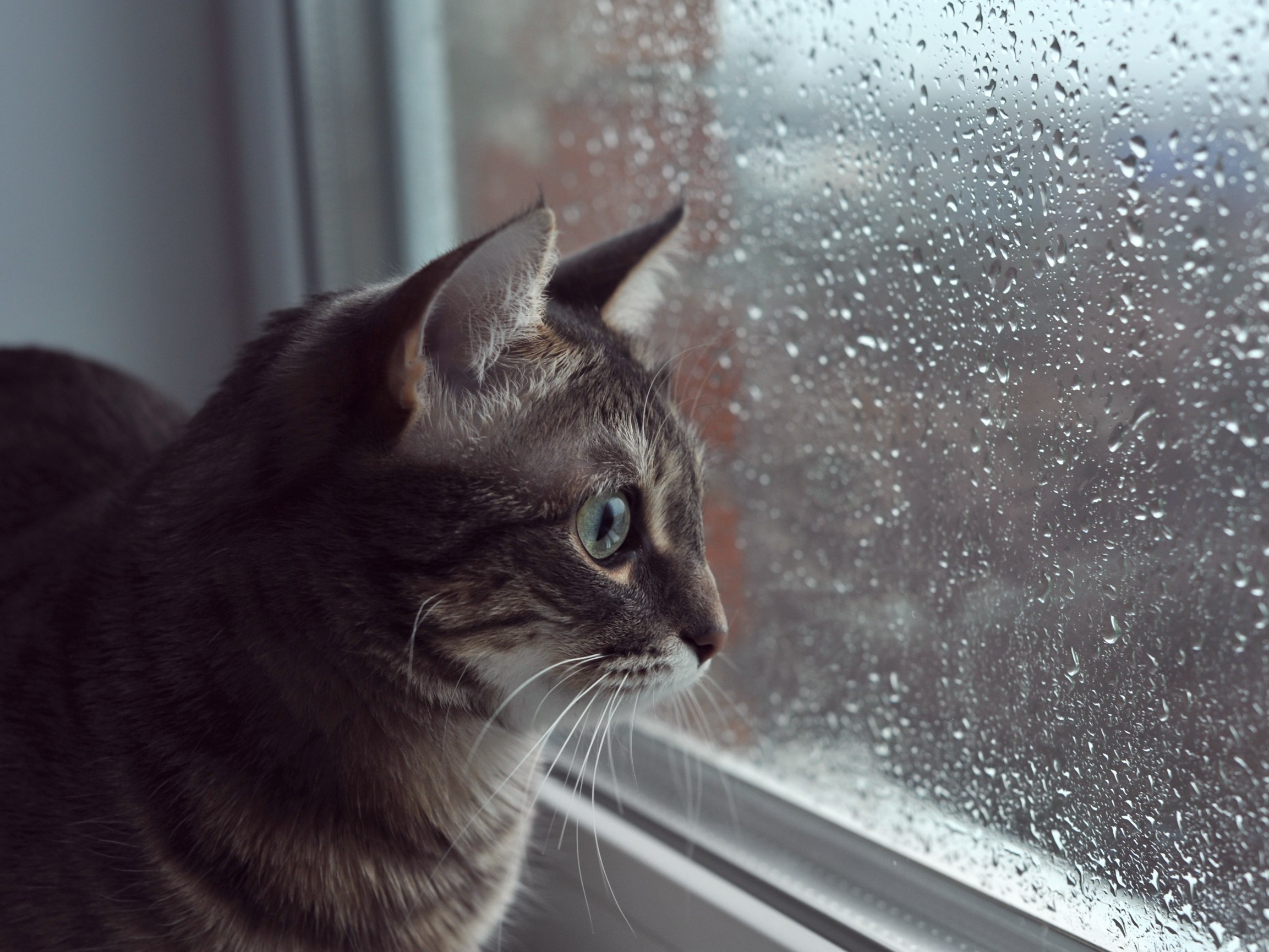 Kot lepszy niż prognoza pogody? Zdumiewające odkrycie naukowców