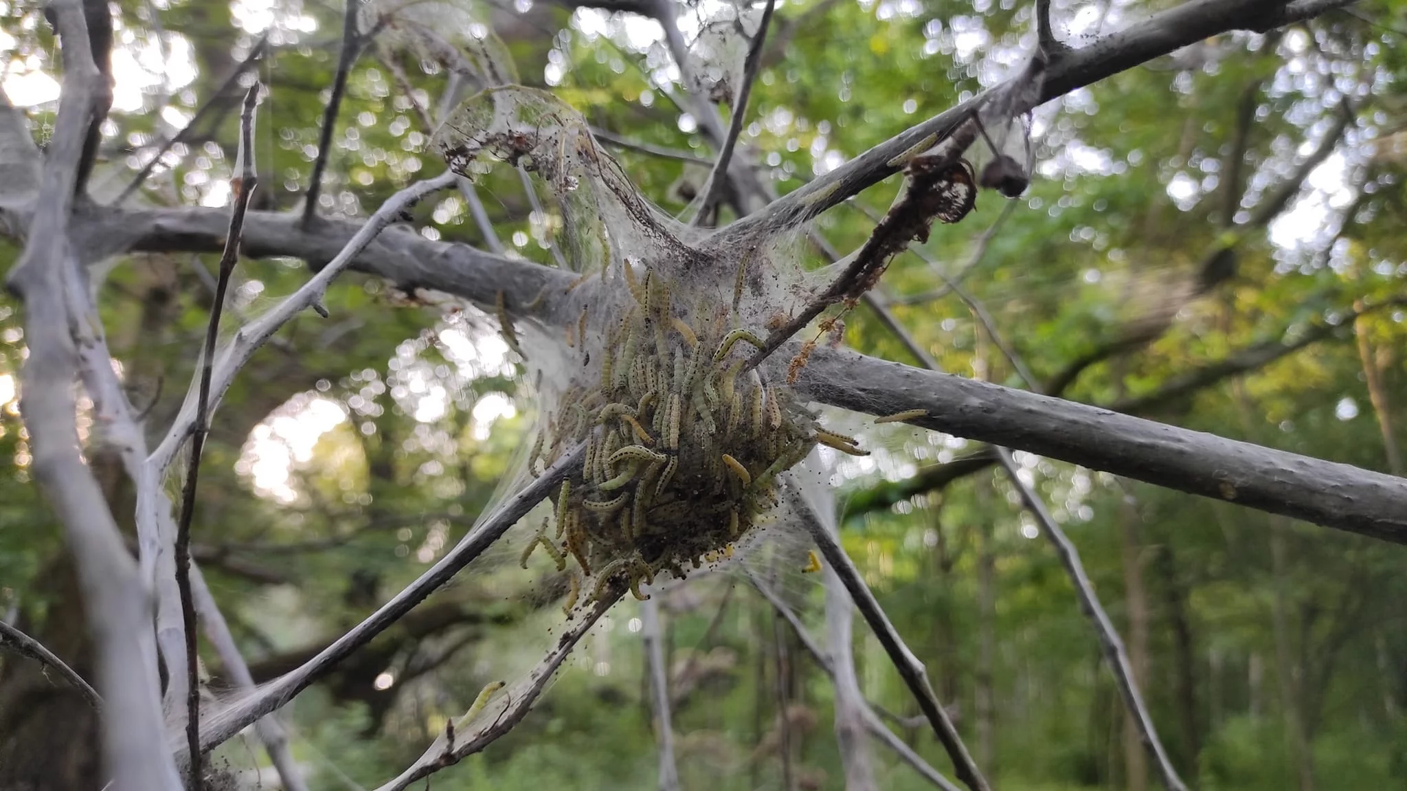 Larwy namiotnika czeremszaczka w krakowskim lesie