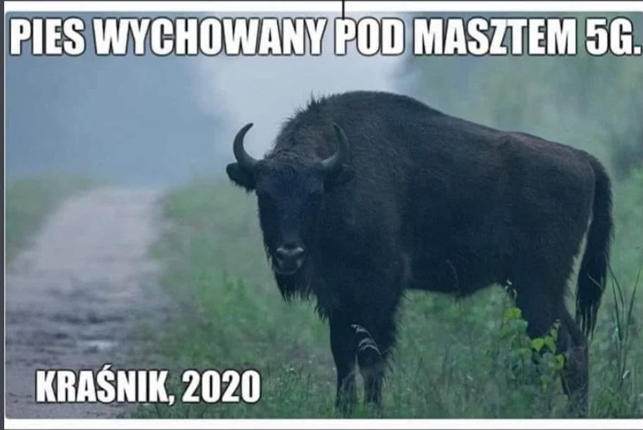 Kraśnik wolny od 5G. Memy