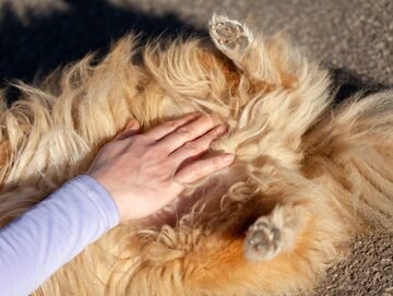 Krążenie można sprawdzić na tętnicy udowej psa czy kota.