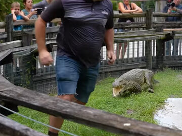 Krokodyl atakujący człowieka
