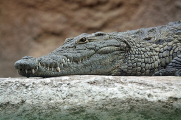 Krokodyl nilowy