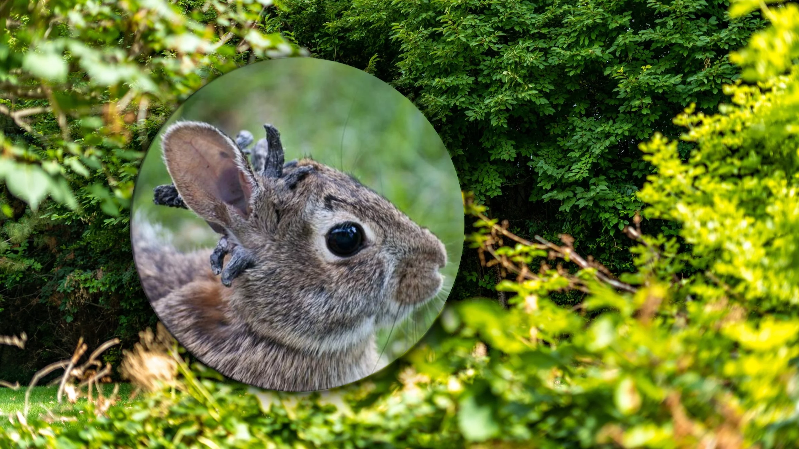Królik z naroślami na głowie