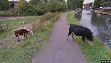 Krowa w Google Street View