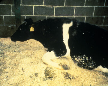 Krowy chora na BSE. Zwierzę nie jest w stanie wstać