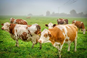 Krowy mleczne, zdjęcie ilustracyjne
