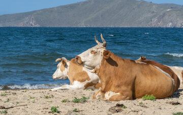 Krowy na plaży, zdjęcie ilustracyjne