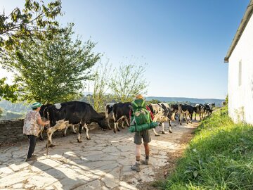 Krowy w Hiszpanii