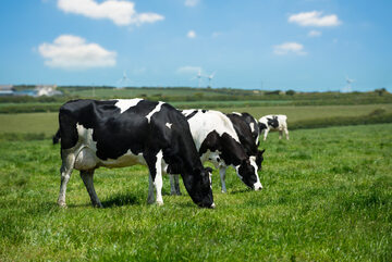 krowy (zdj. ilustracyjne)