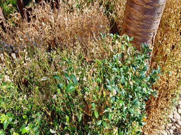 Krzewy bukszpanu zniszczone przez ćmę bukszpanową