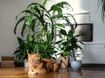 Które rośliny są bezpieczne dla kotów?