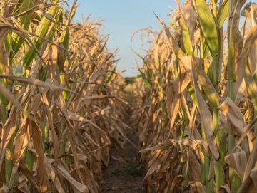 Kukurydza, susza, zdjęcie ilustracyjne