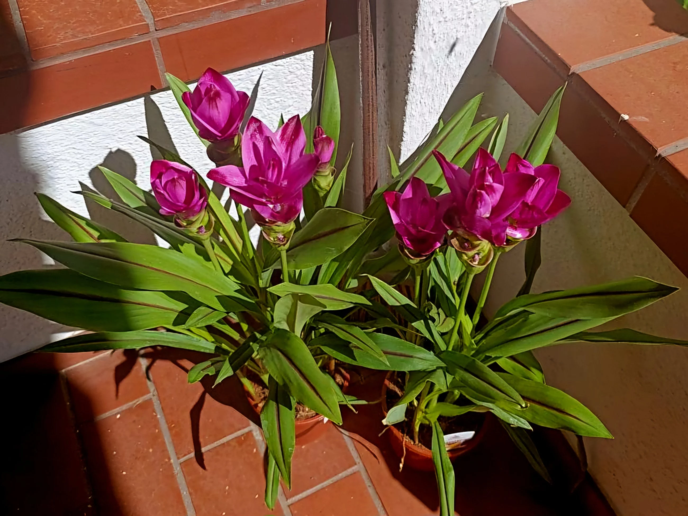 Kurkuma – tropikalny tulipan