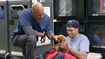 kwane psem leczy bezdomnych rdo weterynarz psom pomaga