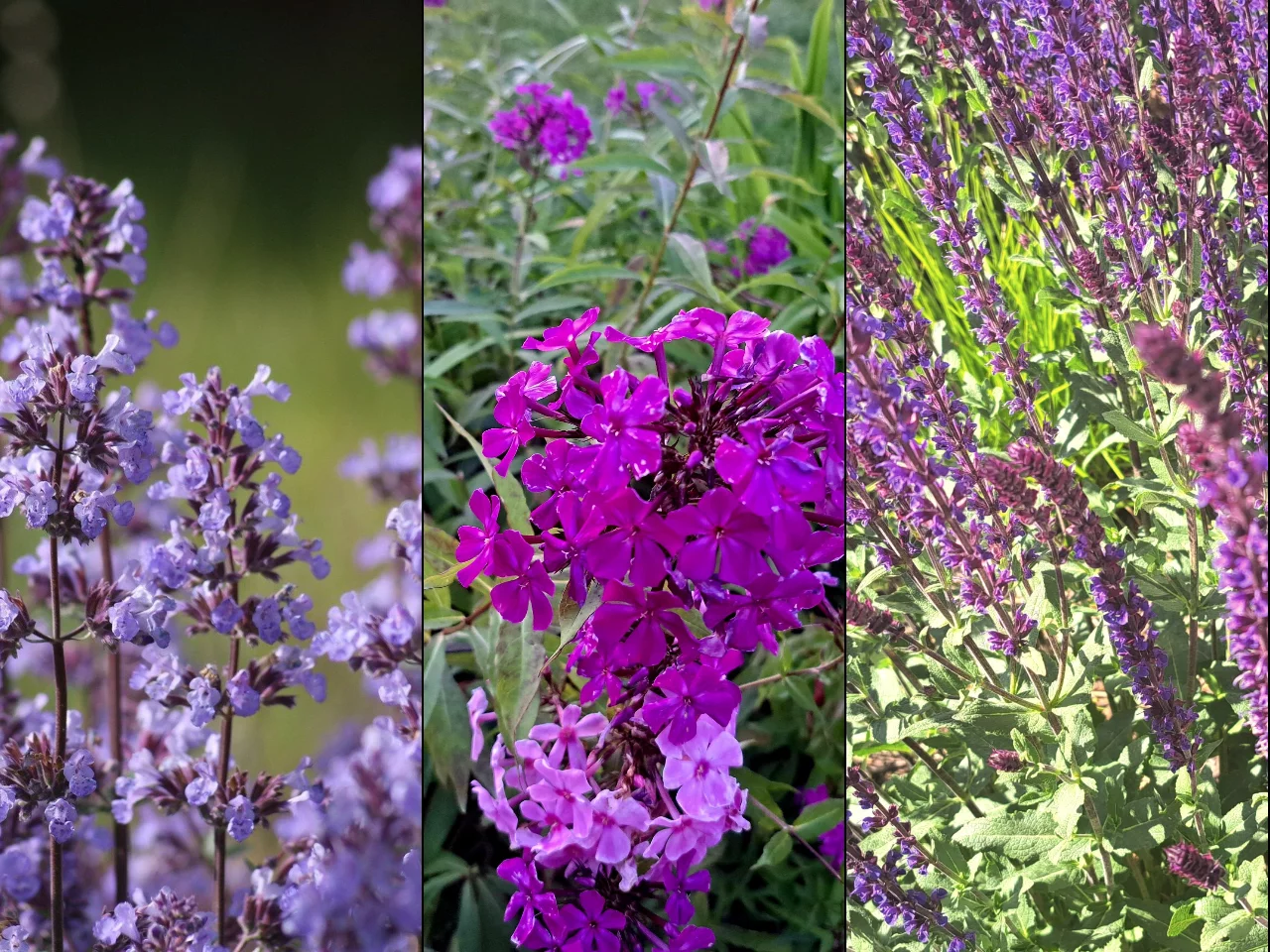 Tych 10 kwiatów kwitnie do listopada