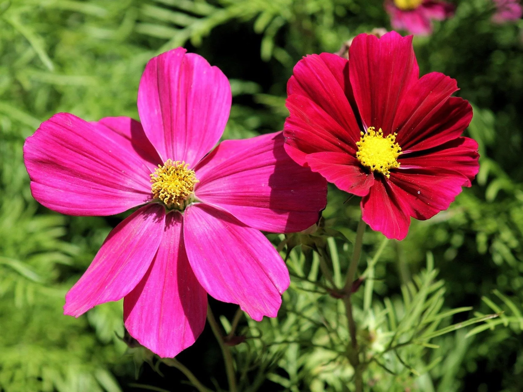 Kosmos podwójnie pierzasty, Cosmos bipinnatus