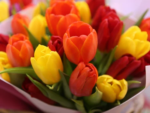 Tulipany