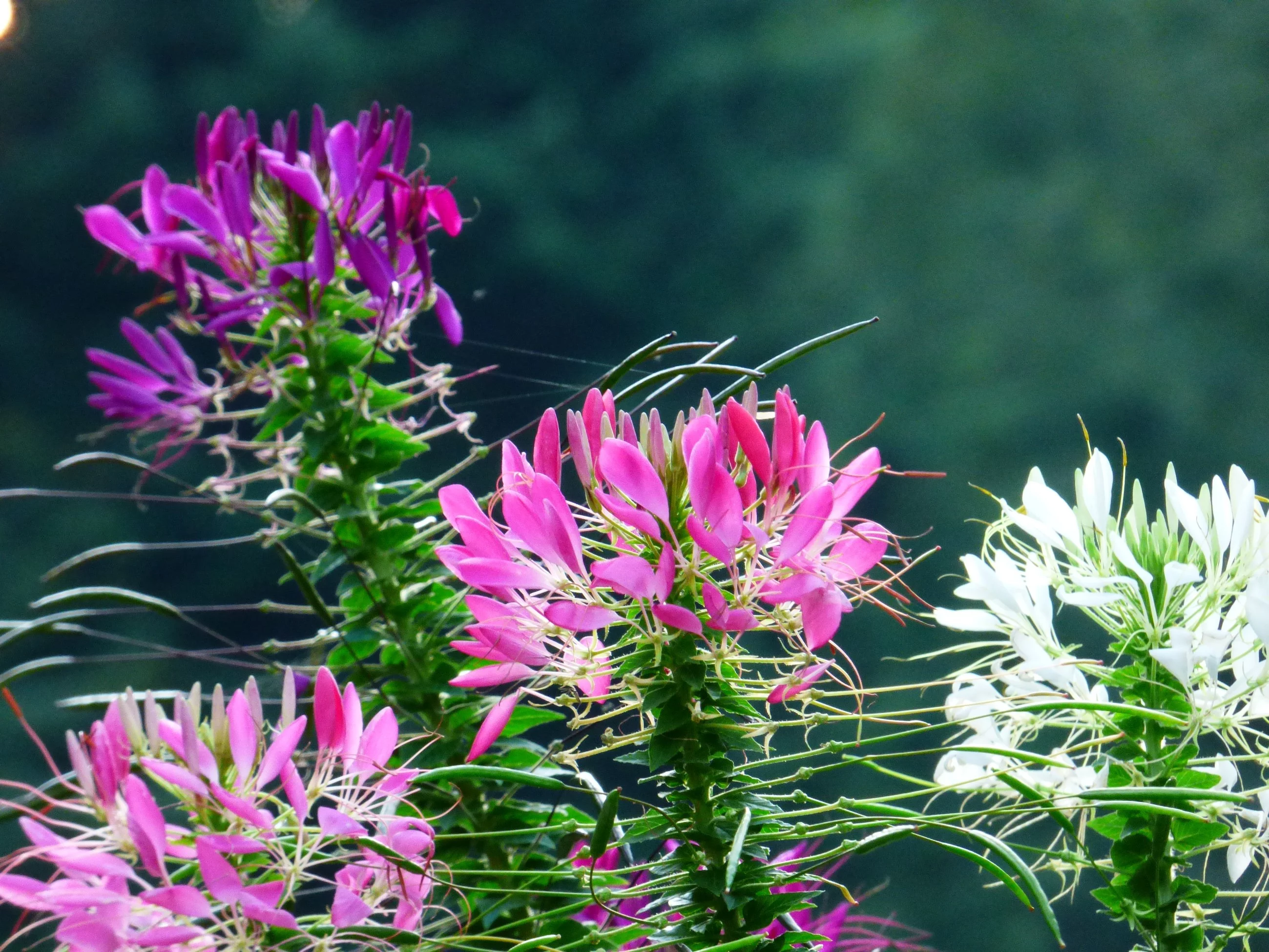 Kleome ciernista / Cleome hassleriana