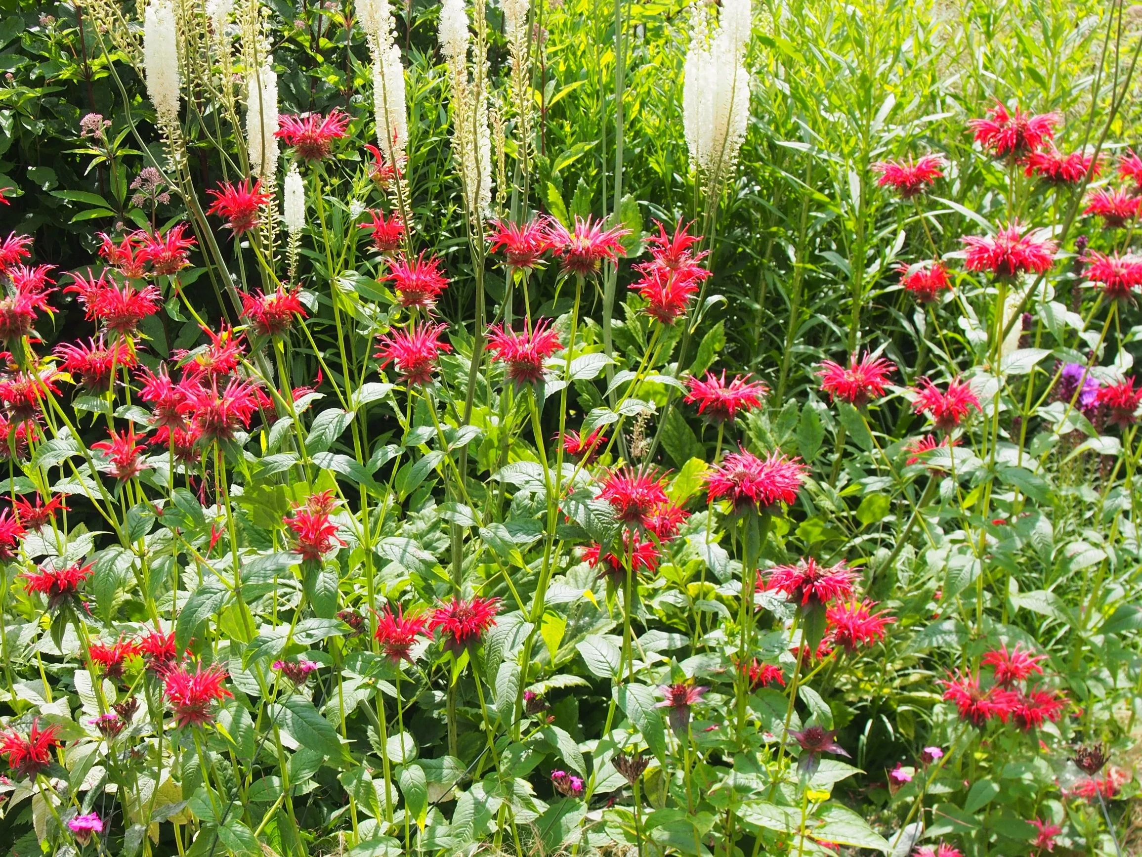 Pysznogłówka szkarłatna / Monarda didyma