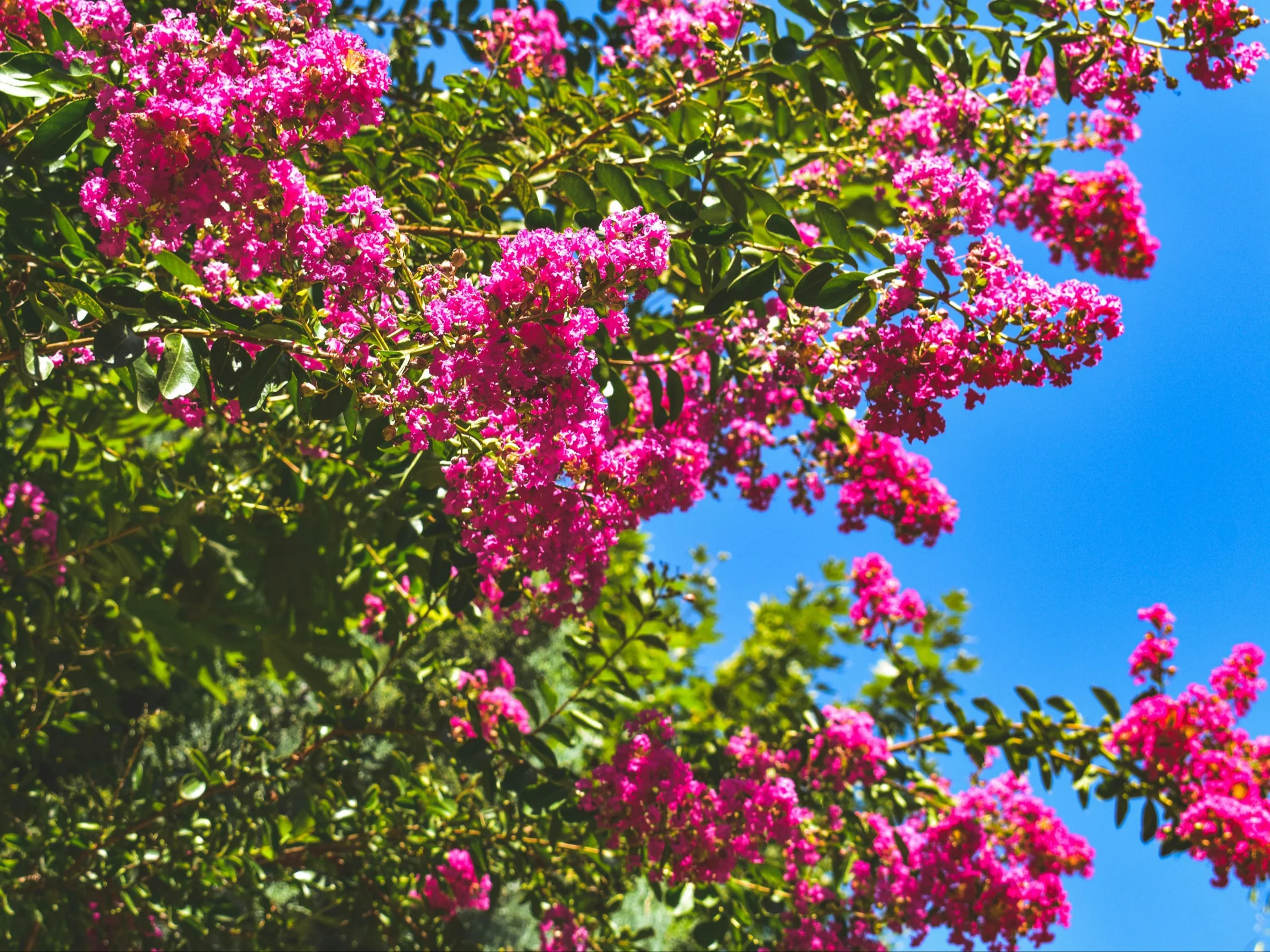 Lagerstremia indyjska, czyli Lagerstroemia indica