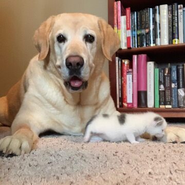 Labrador adoptował kota