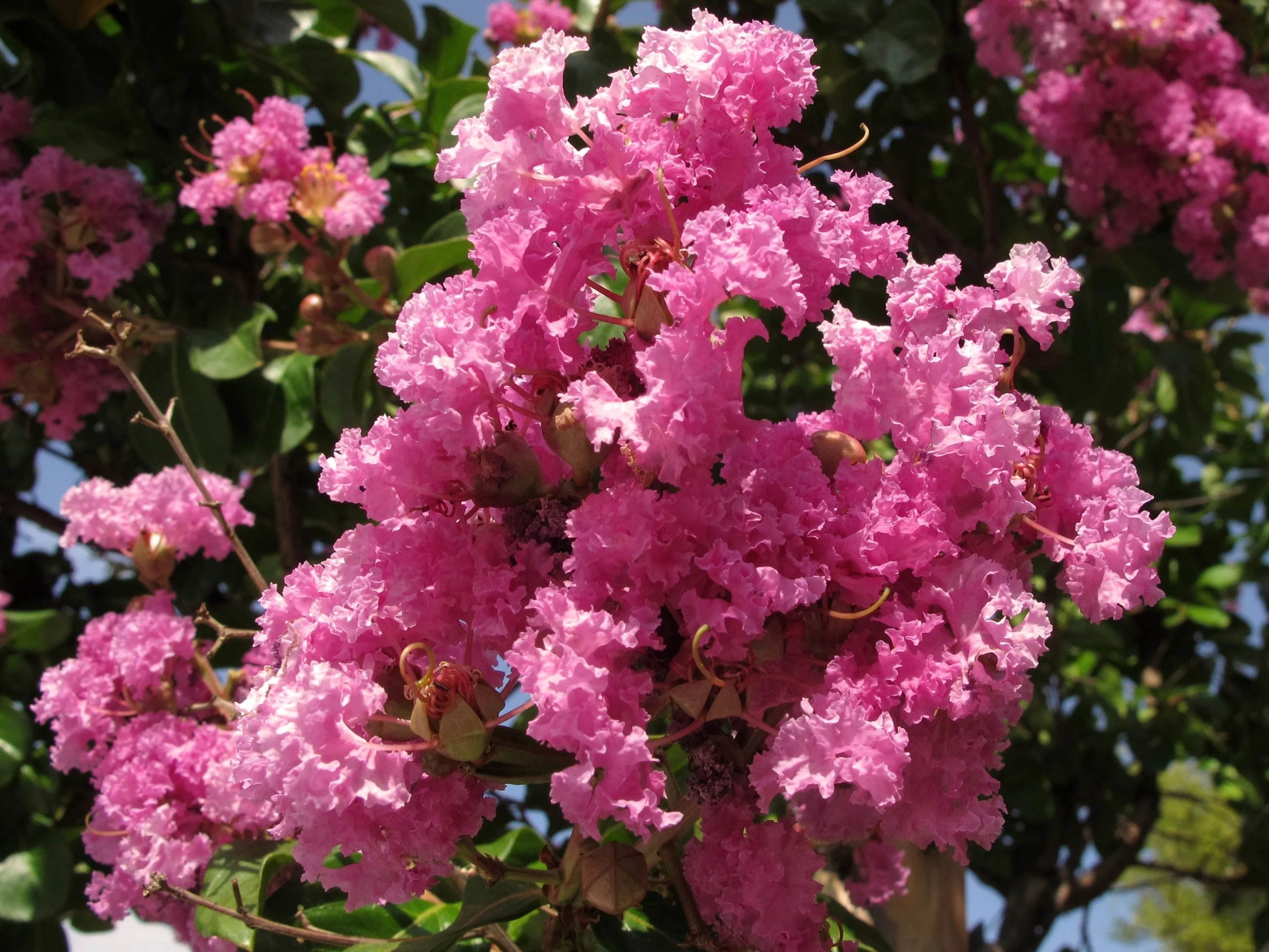Lagerstremia indyjska, Lagerstroemia indica