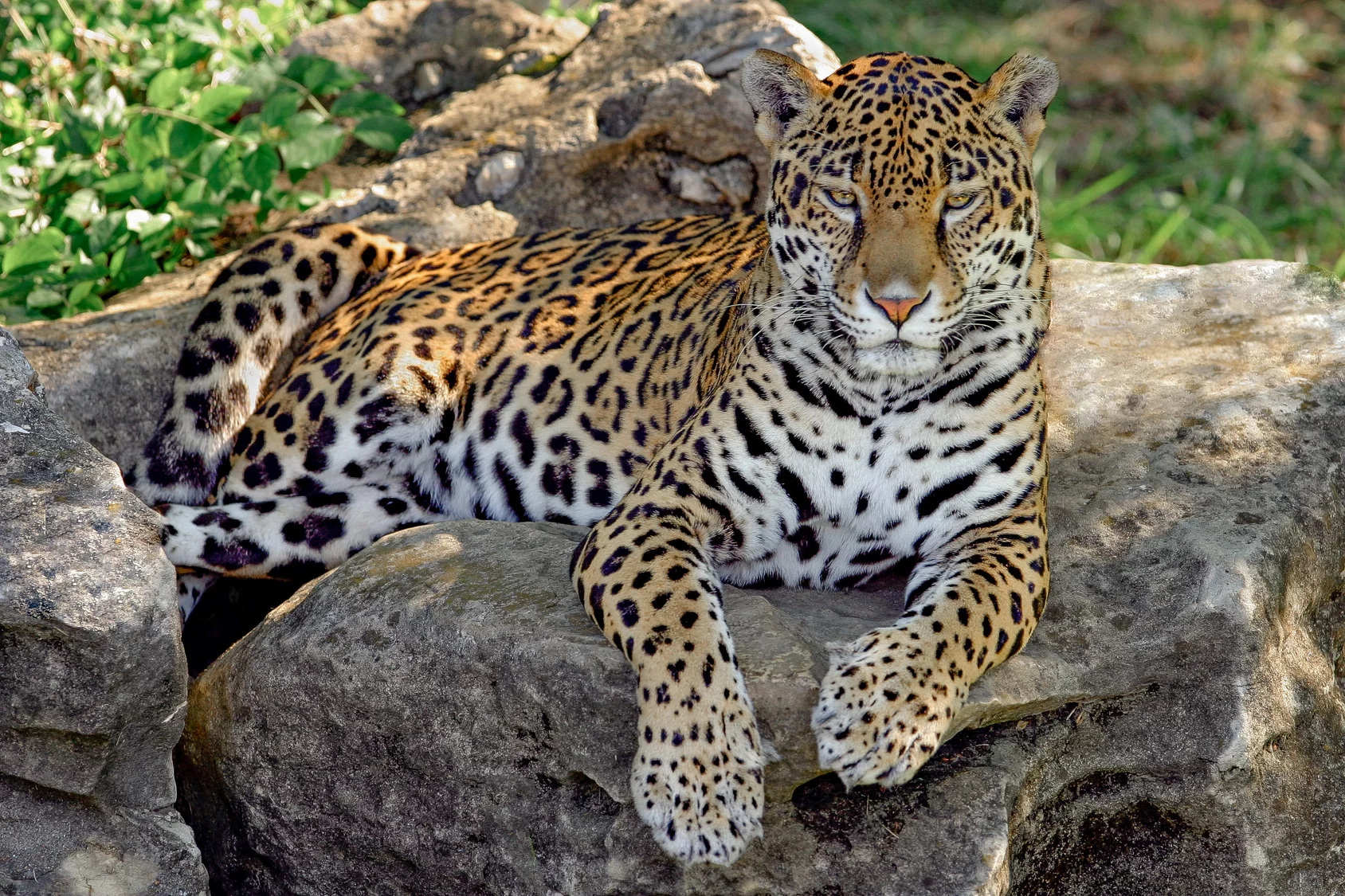 Lampart uciekł z wybiegu. Pracownik zoo nie żyje