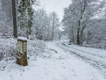 Las w Polsce zimą/zdjęcie poglądowe