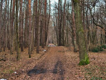 Las w Polsce/zdjęcie poglądowe