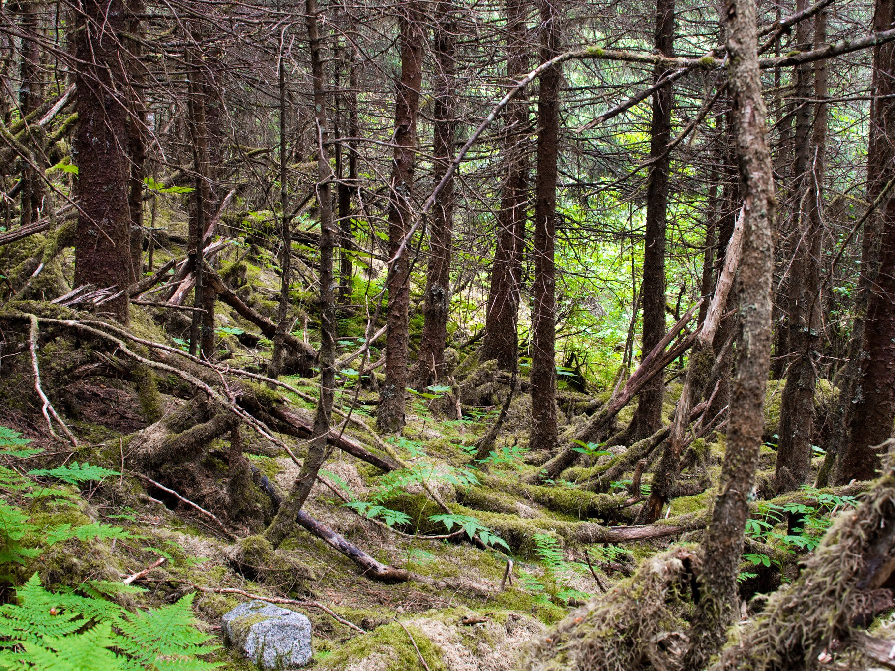 Дышащий лес в Канаде