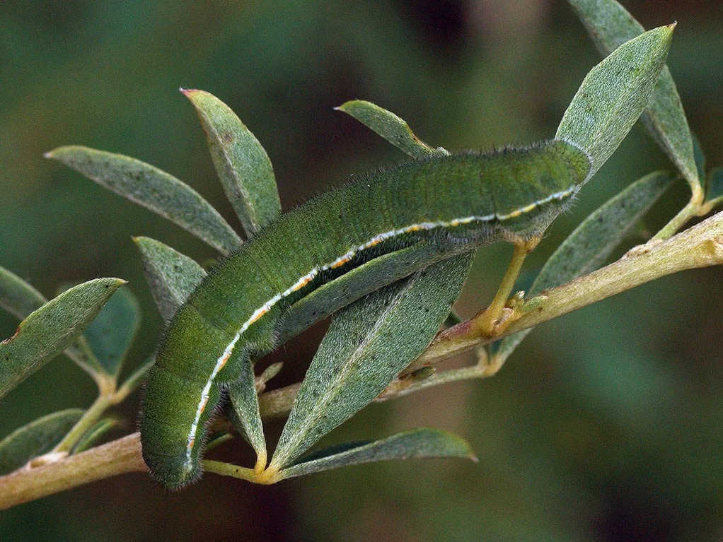 Colias myrmidone