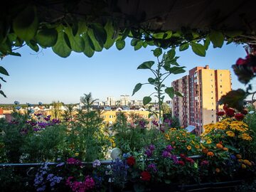 Laureat Warszawy w kwiatach 2022 – balkony, loggie, okna