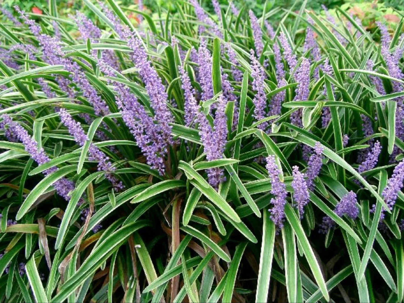 Liriope szafirkowata, Liriope spicata