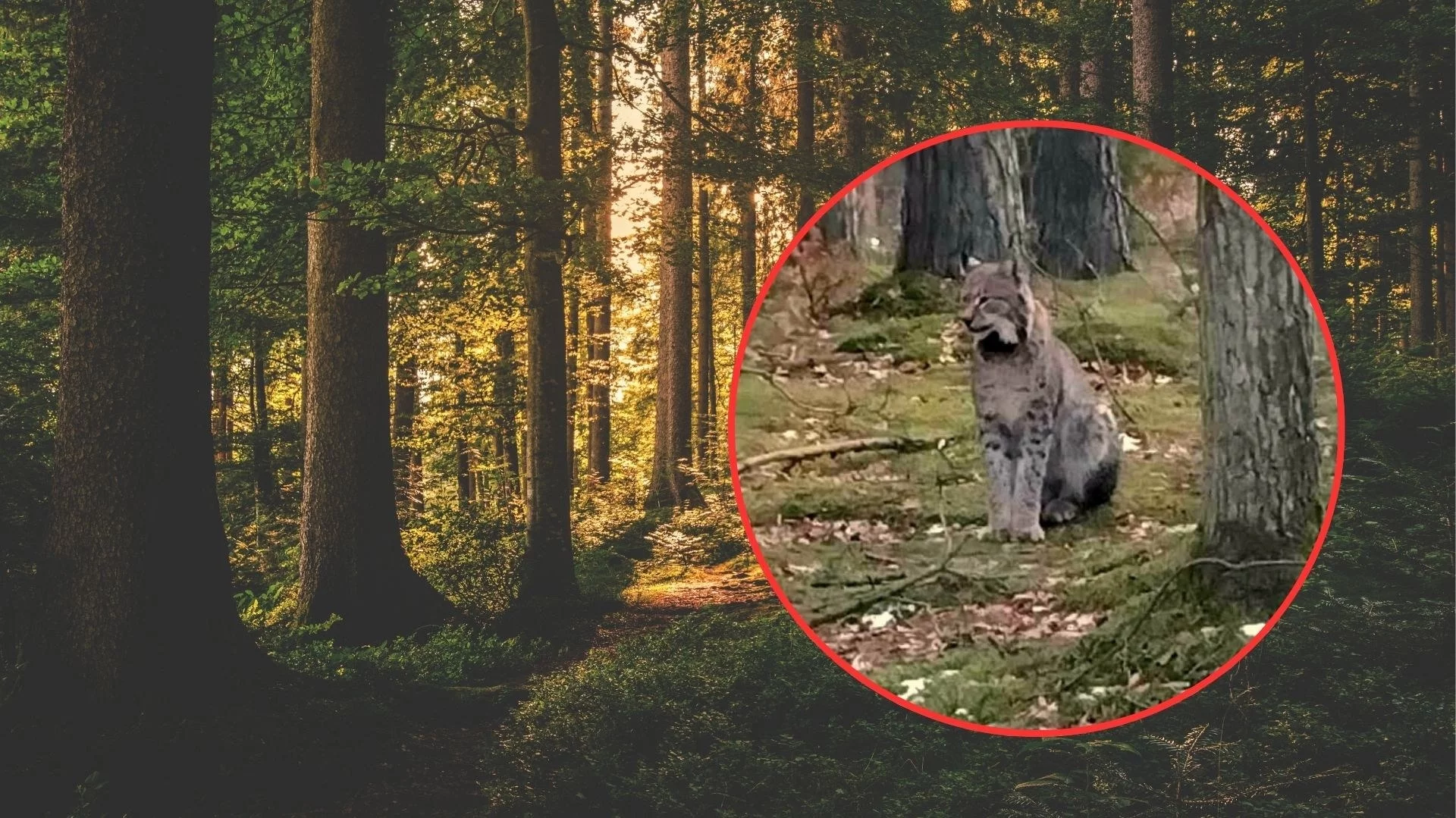 Ryś przechadzał się po lesie