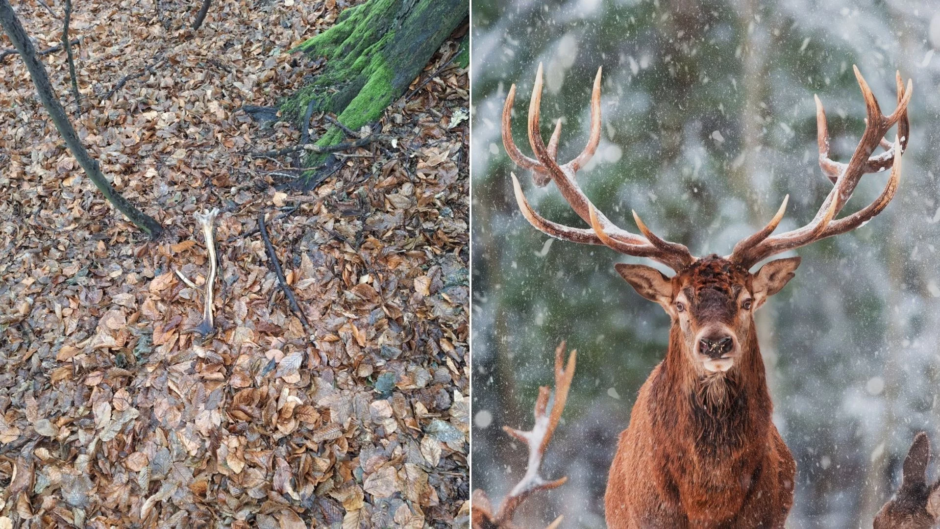 Jelenie na przełomie zimy i wiosny gubią poroże, zdjęcie ilustracyjne